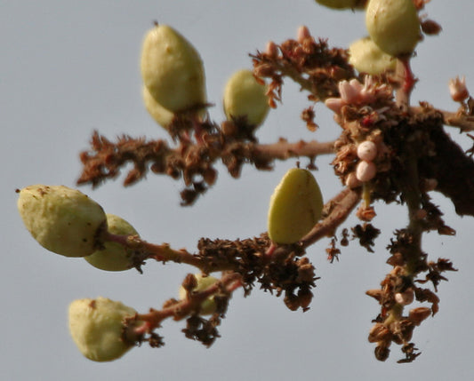 Boswellia Serrata as a Dietary Supplement