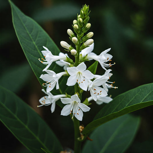 Is Rauwolfia Serpentina the answer to Natural Blood Pressure maintenance?