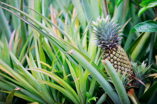 Benefits of Bromelain as a Dietary Supplement