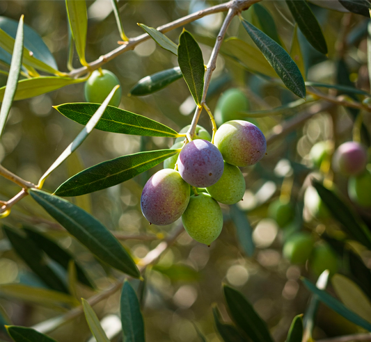The Mediterranean Secret: Can Olive Leaf Support Healthy Blood Pressure?